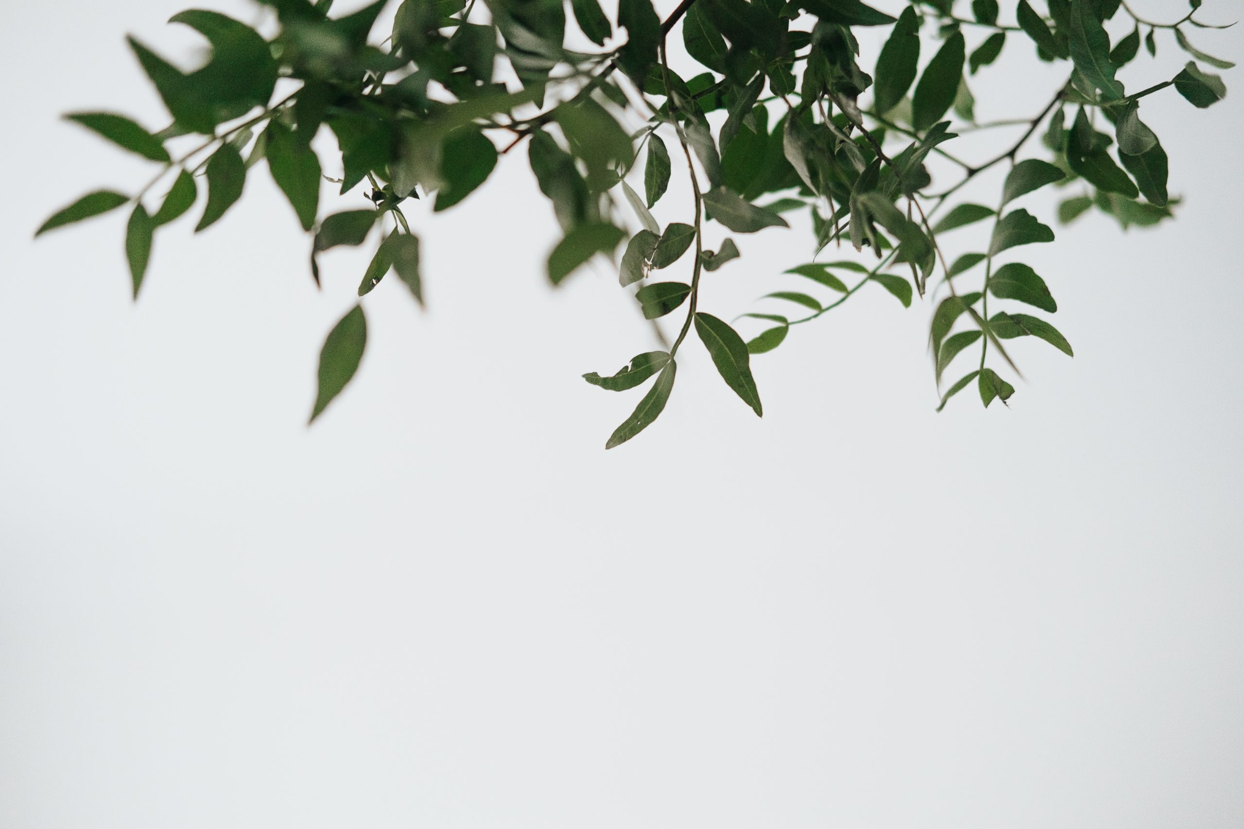 pexels-anete-lusina-4792352